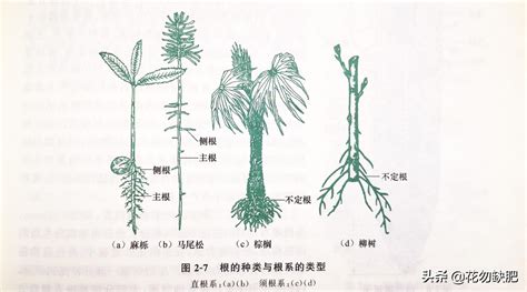 根的種類|根的種類